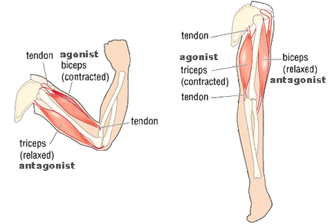 Agonist, Antagonist, and Synergist Muscles